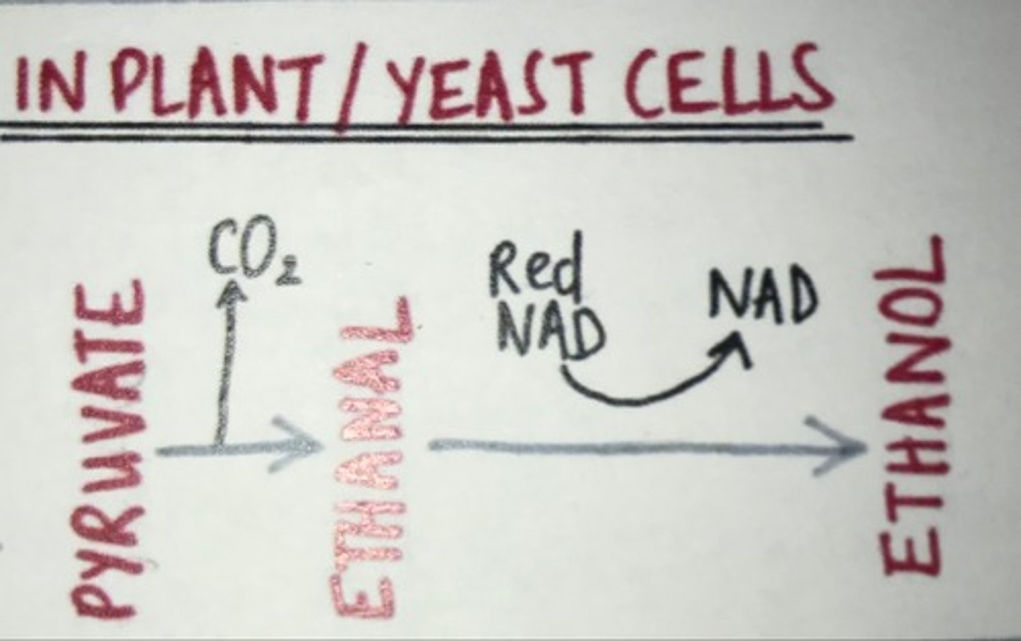<p>glucose --&gt; ethanol + carbon dioxide + energy</p>
