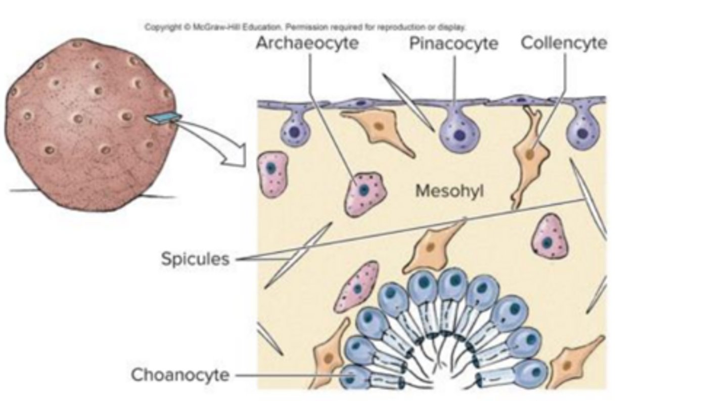 <p>archaeocytes</p>