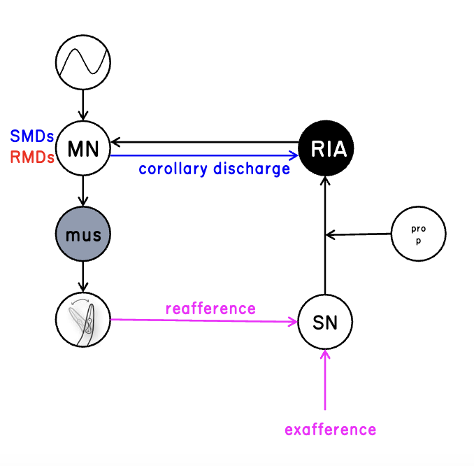 <p>integrates head position and sensory input to respond to the spatial distribution of the stimuli</p><p>sensory and motor signals converge on a single interneuron where they are encoded through separate calcium signalling pathways</p><p>“self” representations (corollary discharge) are fundamental to sensory perception</p>