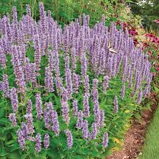 <p><em>Agastache</em></p>