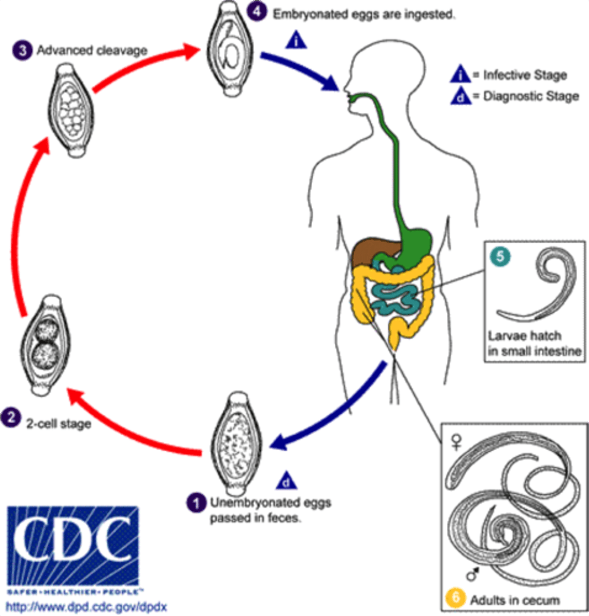 <p>Helminth (Nematode)</p><p>disease - trichuriasis</p><p>symptoms - mostly asymptomatic, but if heavy worm burden --&gt; other serious symptoms</p><p>geographic region - worldwide</p><p>transmission - soil, fecal-oral</p><p>specimen &amp; identification - microscopic examination of stool</p><p>pathogenic? - yes</p>