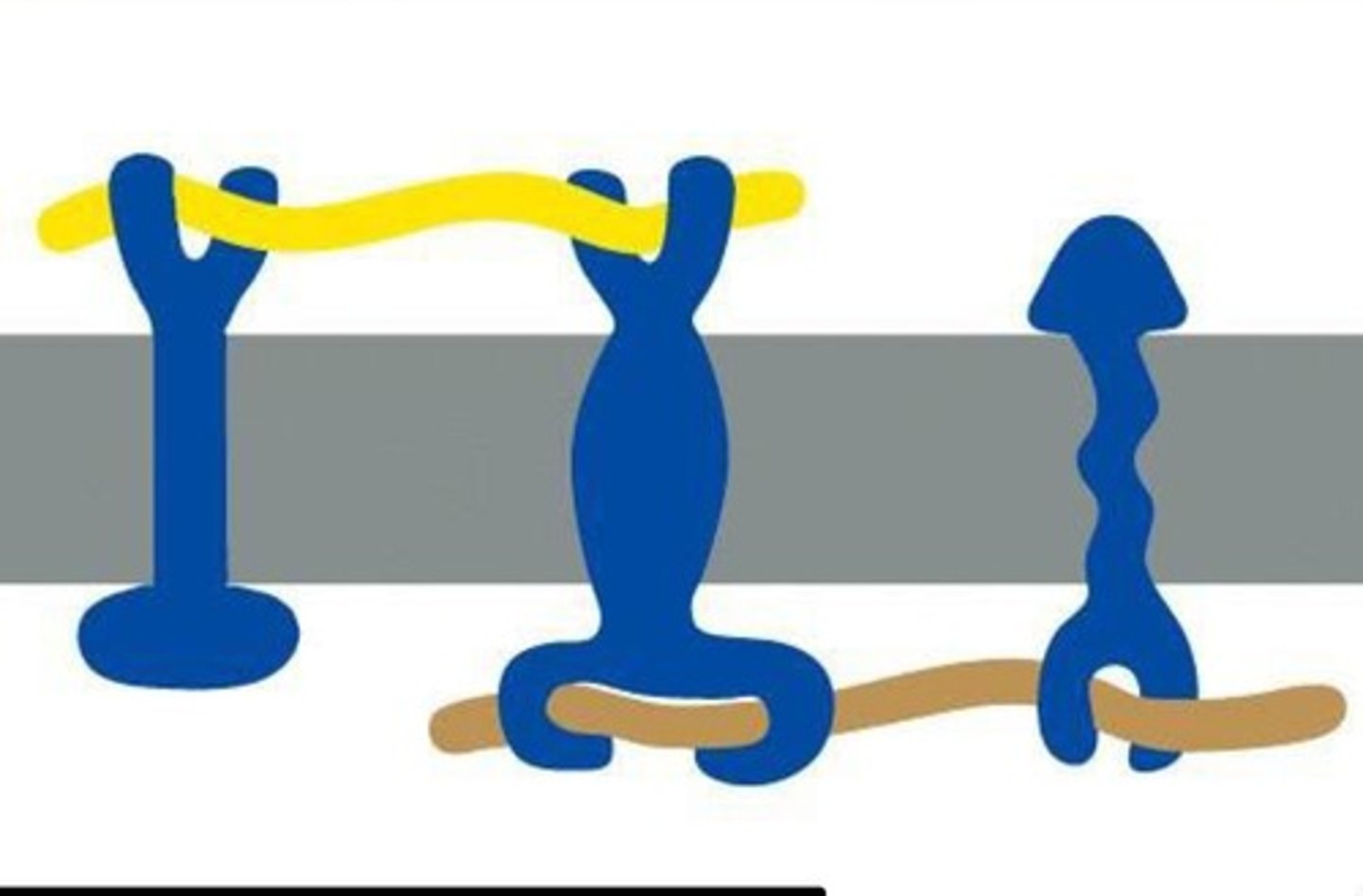 <p>attach to other proteins to help maintain cell structure and shape</p>