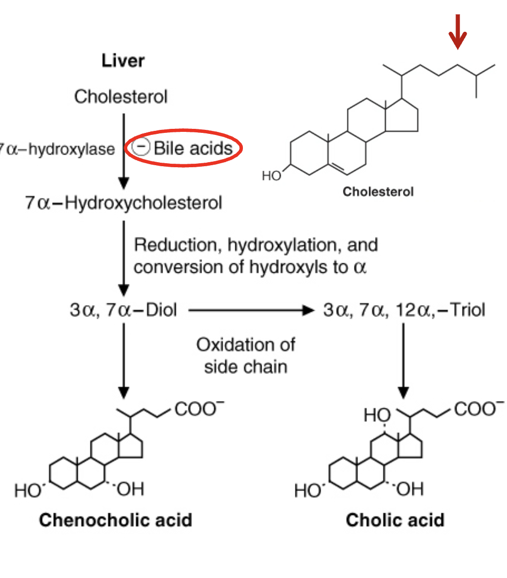 <ul><li><p><span>Synthesized in liver.</span></p></li><li><p><strong><span>More water‑soluble</span></strong><span> than cholesterol.</span></p></li><li><p><span>Rate‑limiting enzyme: </span><strong><span>7α‑hydroxylase.</span></strong></p></li><li><p><strong><span>Inhibited by bile acids</span></strong><span> (end‑product inhibition).</span></p></li><li><p><span>Expression regulated by circadian rhythm.</span></p></li><li><p><span>pKa ~6 → 50% protonated at intestinal pH.</span></p></li><li><p><span>“Bile acids” and “bile salts” often used interchangeably; salts = ionized forms.</span></p></li></ul><p></p>