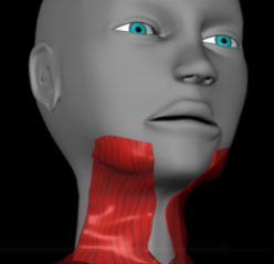 <p>Function: depress mouth corners</p><p>Origin: fascia of chest</p><p>Insertion: lower margin of mandible</p>