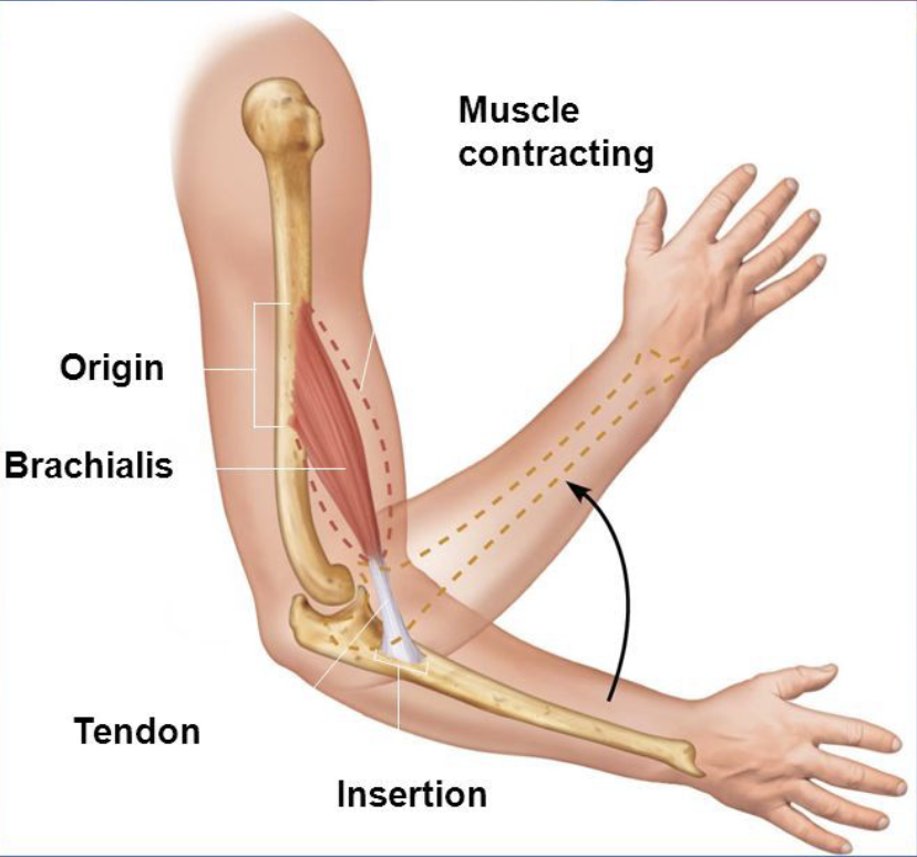 <p>Immovable end (proximal end)</p><p>(When a muscle contract its insertion is pulled toward its origin)</p>