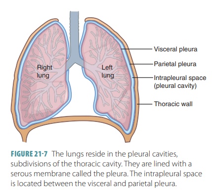 <p>fluid filled space between fluid membrane which reduces friction between the lungs and chest wall during breathing</p>