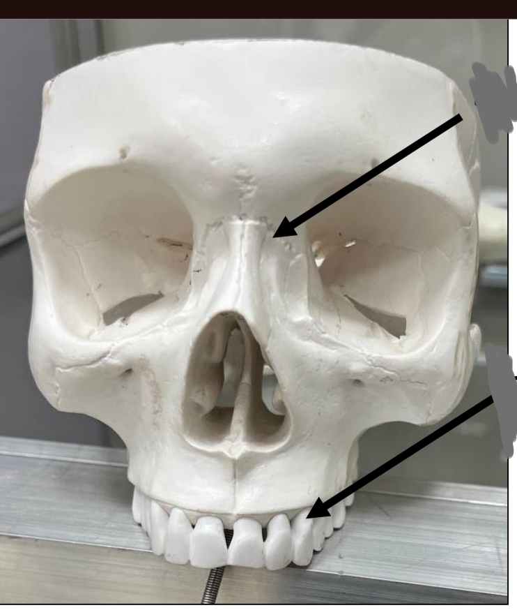 <p>identify the types of joints upper first </p>