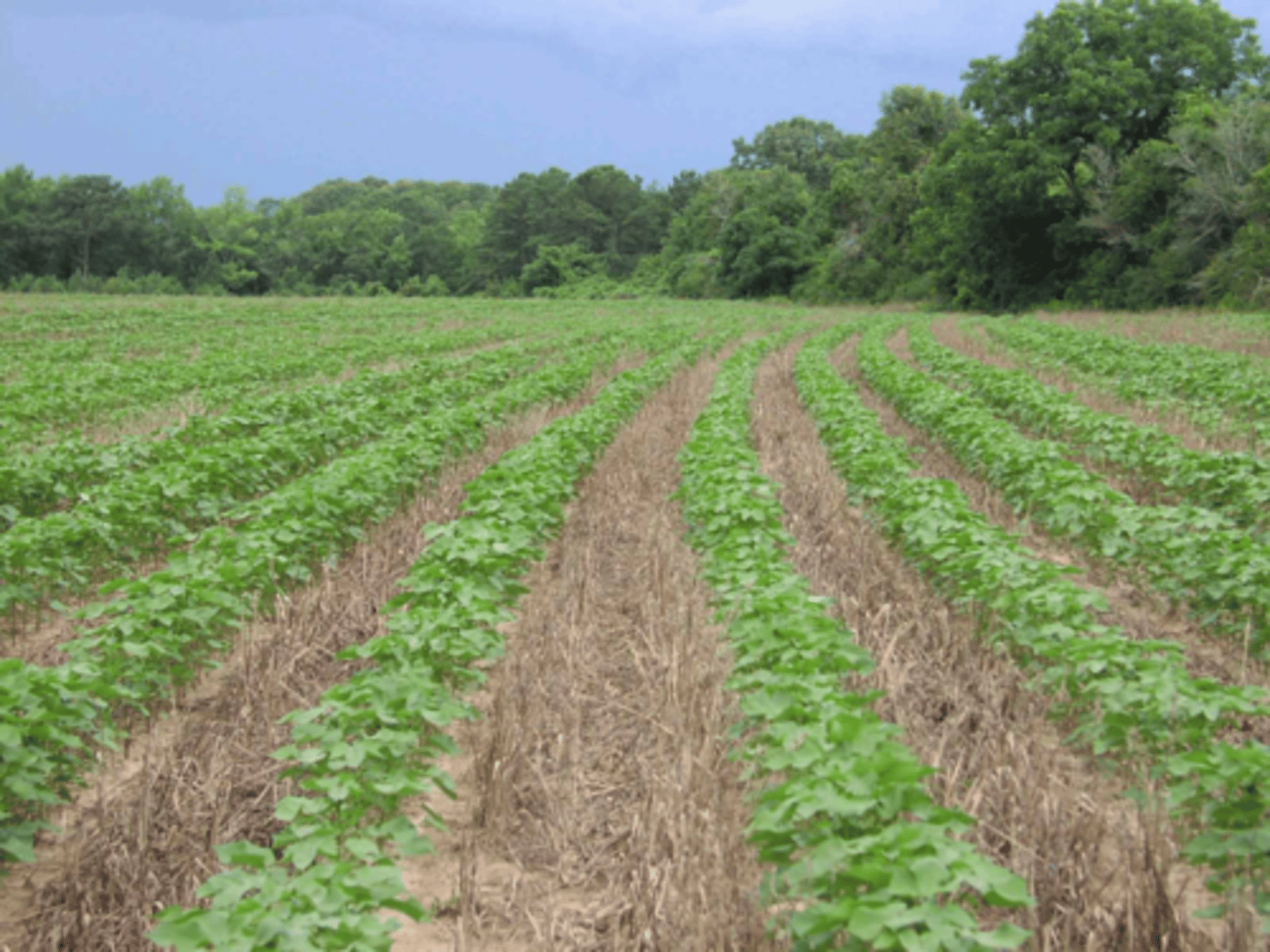 <p>= maintains a permanent or semi-permanent organic soil cover (e.g., growing crops or dead mulch) that protects the soil from the sun, rain and wind and allows soil micro-organisms and fauna to take on the task of "tilling" and soil nutrient balancing</p>