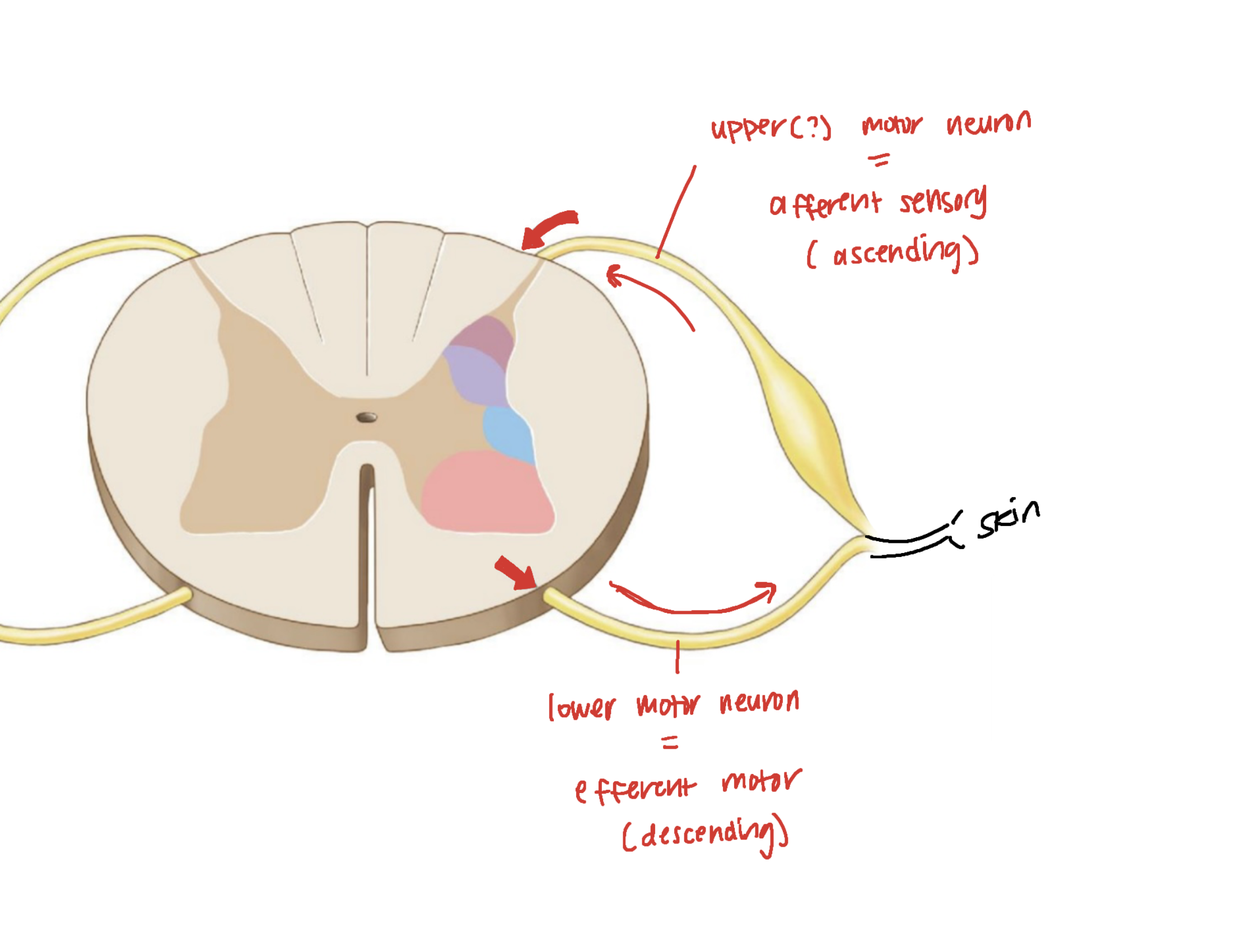knowt flashcard image