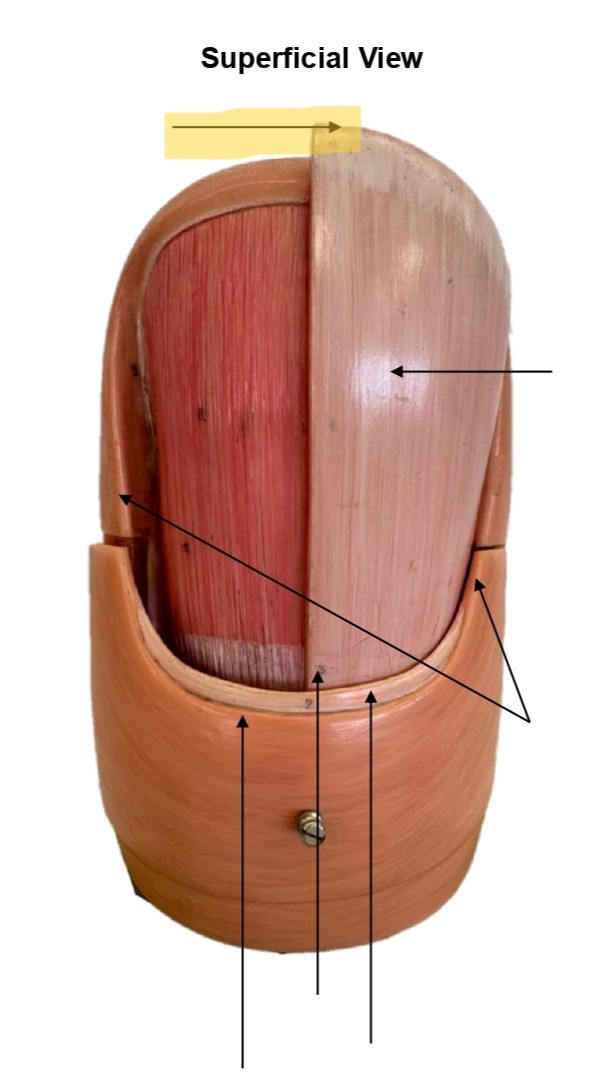term image