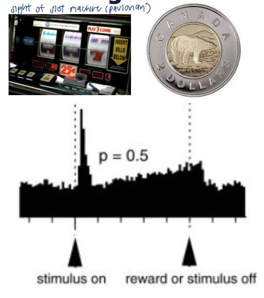 <ul><li><p>evidence for pavlovian cue learning in gambling </p></li><li><p>uncertain rewards: both cue learning AND anticipation (additional activity during delay period) → potential DA double hit created </p></li></ul><p></p>
