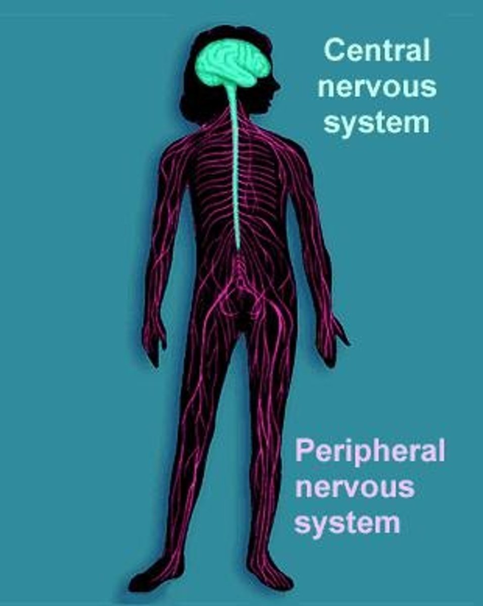 <p>It acts as the central processing unit for the body, sending and receiving information.</p>