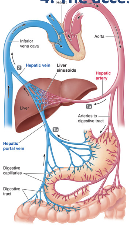 <p>the hepatic artery which provides oxygenated blood and the hepatic portal vein that ensures venous blood from digestive tract is first carried to the liver</p><ul><li><p>blood leaves liver through hepatic vein</p></li></ul><p></p>