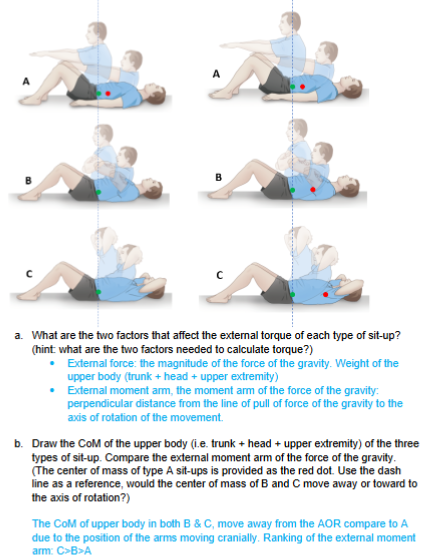 <ul><li><p>Internal torque = muscle force × internal moment arm; must balance external torque.</p><ul><li><p>Largest external torque, due to longest external moment arm </p></li><li><p>Internal moment arm does not change among sit-ups </p></li></ul></li></ul><p></p>