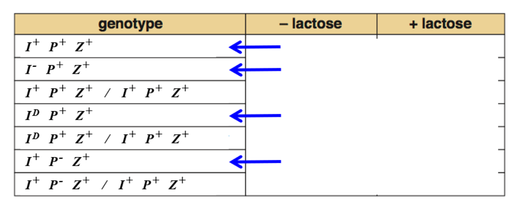 <p>What is special about the bacteria with the blue arrows?</p>