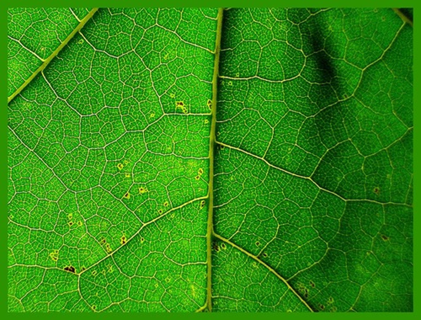 <p>green</p>