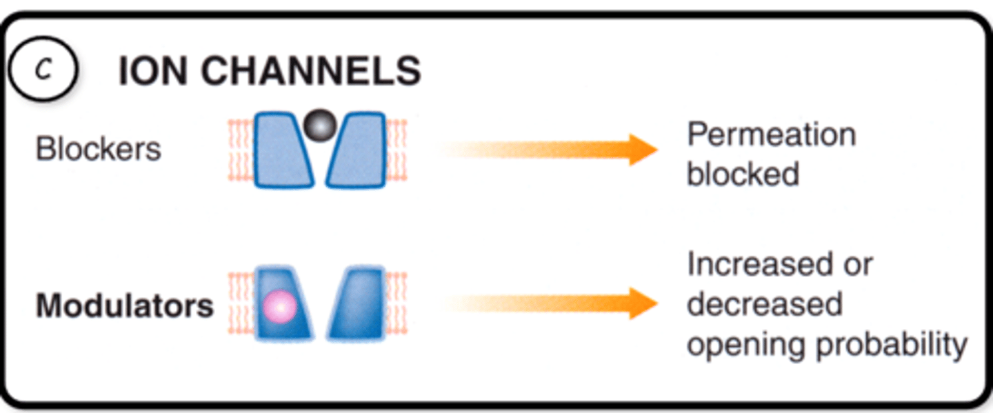 <p>Blockers:</p><p>-Permeation block the ion channels by sitting inside the channel pore</p><p>Modulators:</p><p>-Allosterically bind to the ion channel to increase or decrease opening permeability</p>