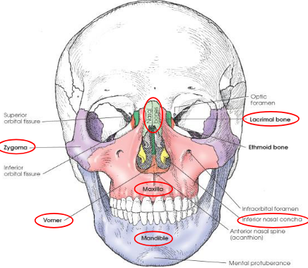 <ul><li><p>14 total</p><ul><li><p>right and left nasal</p></li><li><p>right and left lacrimal</p></li><li><p>right and left maxilla</p></li><li><p>right and left zygoma</p></li><li><p>right and left palatine</p></li><li><p>right and left inferior nasal conchae</p></li><li><p>vomer</p></li><li><p>mandible</p></li></ul></li></ul><p></p>