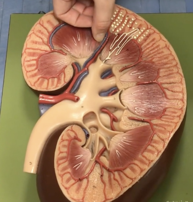 <p>Description: Veins in the renal cortex</p><p>Function: Drains blood from the efferent arterioles</p>
