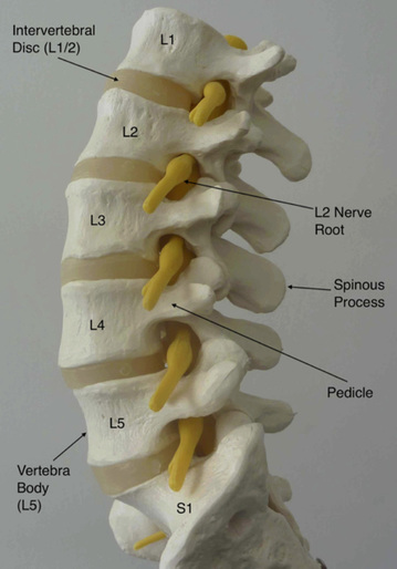 <p>Discs of cartilage tissue separate each vertebrae in the spine,<strong> cushioning the bones and allowing movement. </strong></p><ul><li><p>prevents vertebrae from grinding against each other </p></li></ul><p></p>