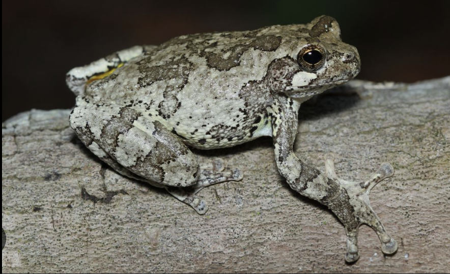 <p>copes gray tree frog</p>