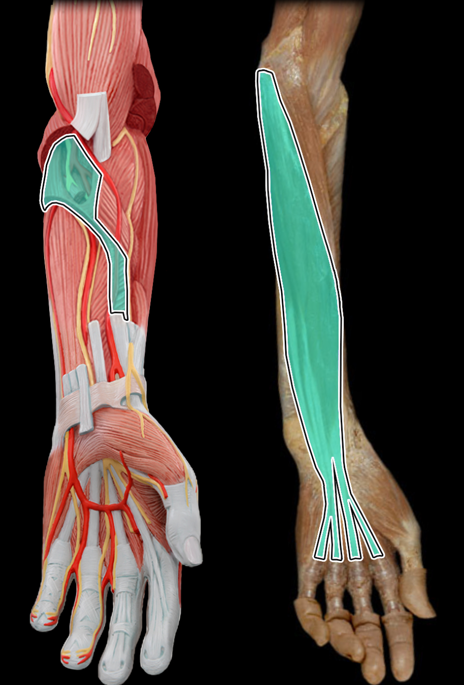 knowt flashcard image