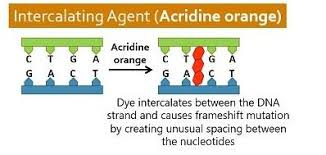 <ul><li><p>fit between the tacked bases of DNA and change the width of the DNA strand</p></li><li><p>leads to distortion of the helix and local unwinding </p></li><li><p>can lead to slippage or improper base pairing which can cause frameshift mutations </p></li><li><p>E.g ethidium bromide </p></li></ul><p></p>