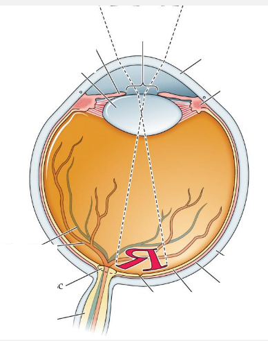 <p>label the eye</p><p></p>
