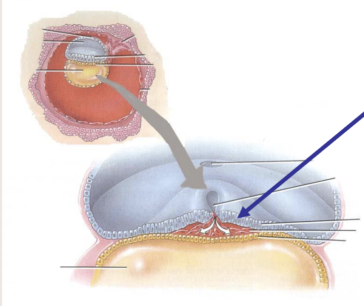 <p>Ectoderm</p>