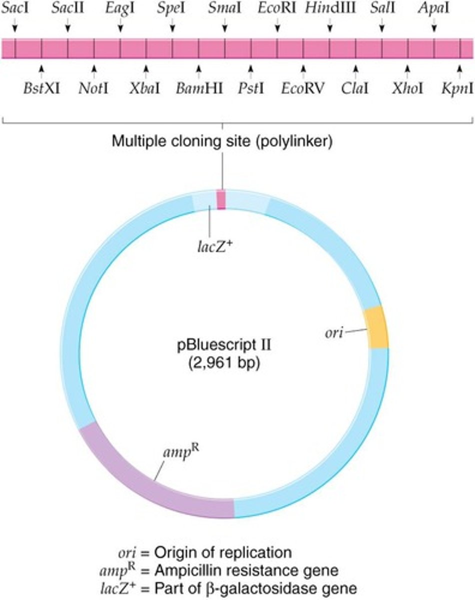 <p>A plasmid vector with a high copy number and an MCS that is part of the lacZ+ gene.</p>