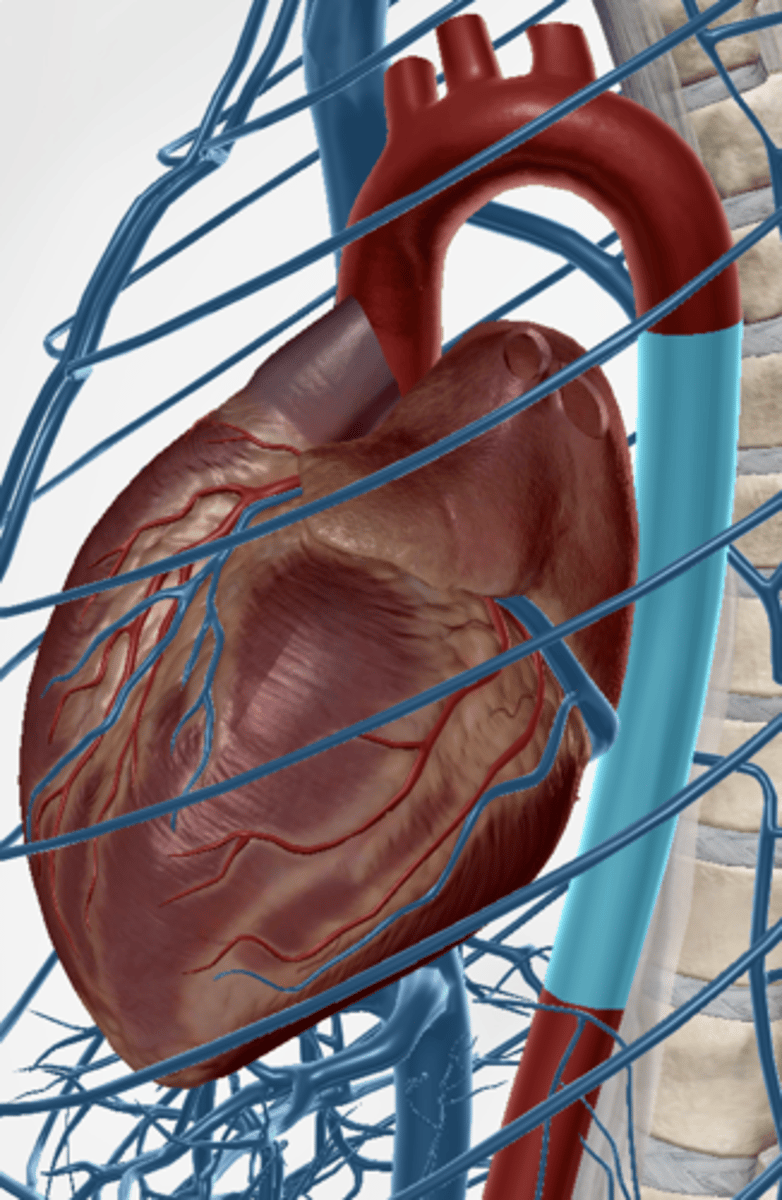 <p>part of the aorta the descends from the aortic arch through the thorax to the diaphragm</p>