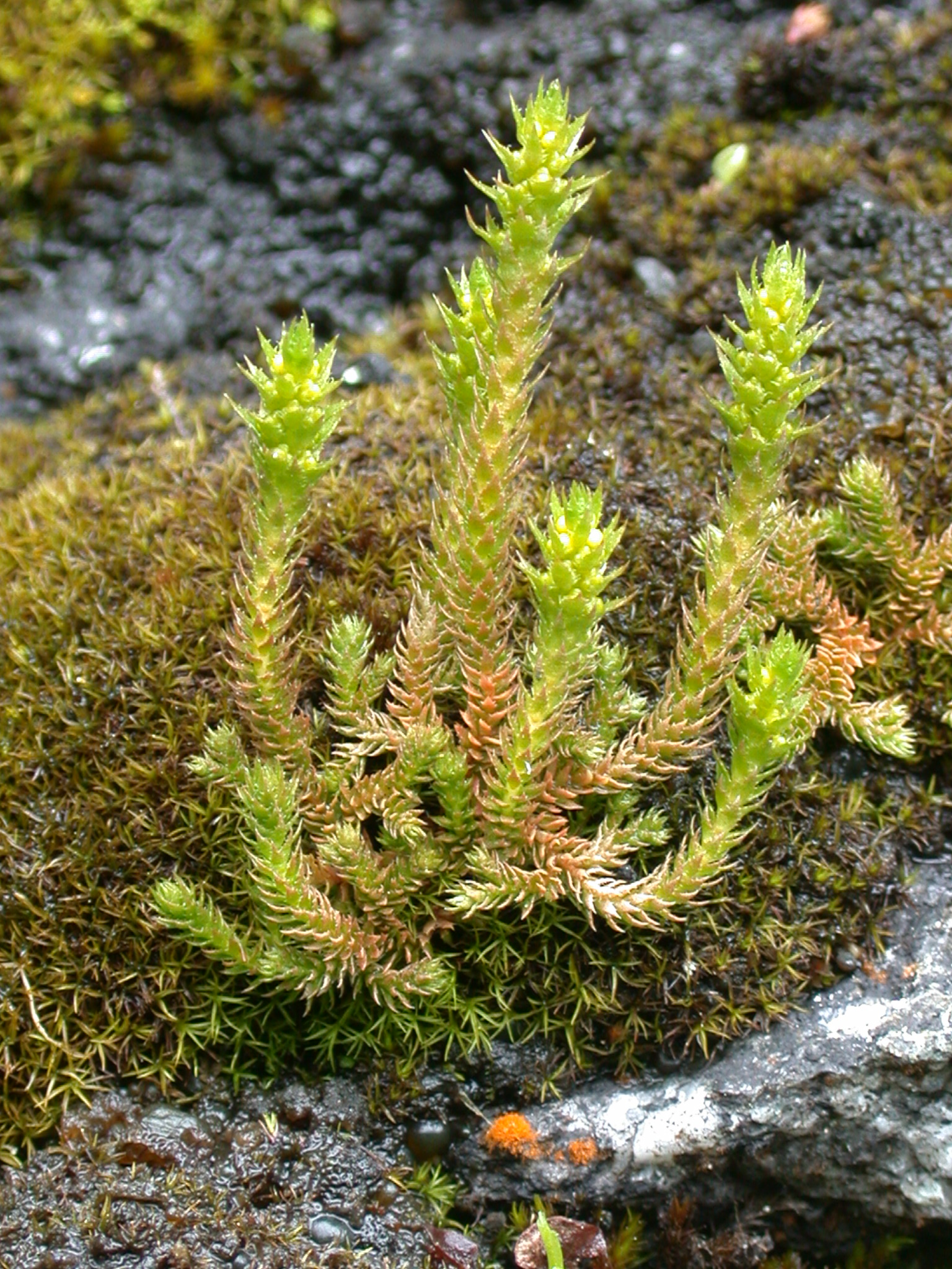 <p>плауни, червонокнижник</p>