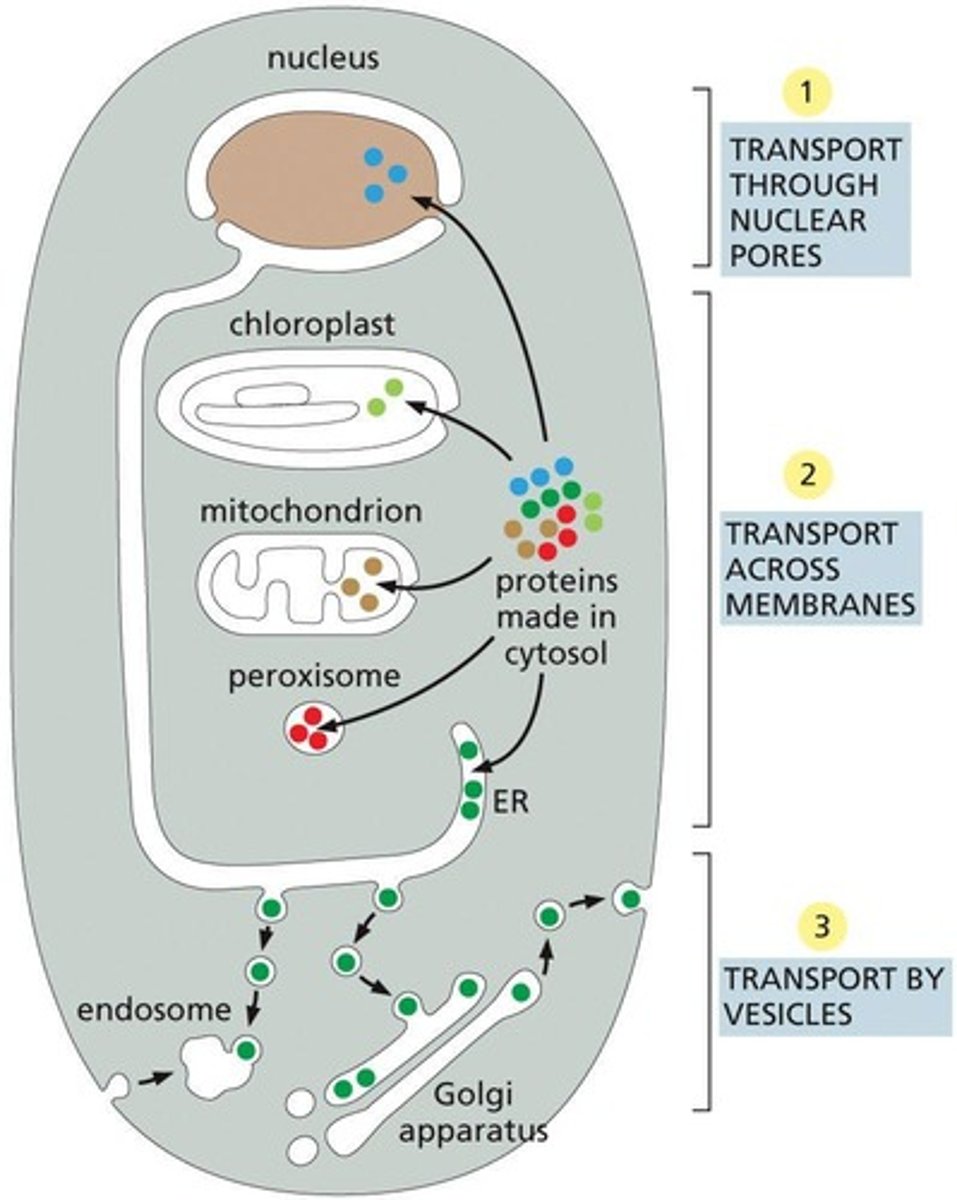<p>Process of directing proteins to their appropriate destinations</p>