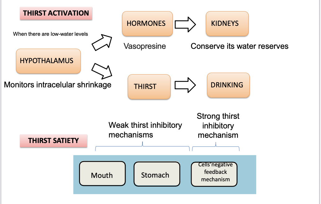 <ol><li><p>the hypothalamus monitors intracellular shrinkage </p></li><li><p>vasopressin is released and goes to the kidneys to conserve water reserves </p></li><li><p>similarly thirst is activated to initate drinking water </p></li><li><p>the mouth and stomach have weak thirst inhibitory mechanisms with quick but temporary signals </p></li><li><p>the cell’s negative feedback mechanism has a strong thirst inhibitory mechanism and is long-term correction </p></li></ol><p></p>