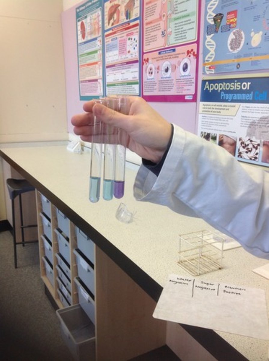 <p>Test for proteins turns from blue to purple</p>