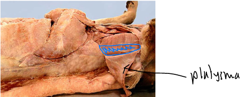 <p>Thoracic Limb (Forelimb) <span>Extrinsic Muscles (Attach limb to body)</span></p>