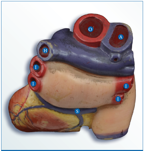 What is O
