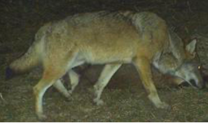 <p><span><em><span>Rudel: Elterntiere und Nachwuchs der letzten 1-2 Jahre</span></em></span></p><p class="MsoNormal"><span><em><span>Paarungszeit: Jan-Mar, April-Mai Wurf von 3-8 Welpen</span></em></span></p><p class="MsoNormal"><span><em><span>Abwanderung Jungwölfe 10-22 Monate</span></em></span></p>