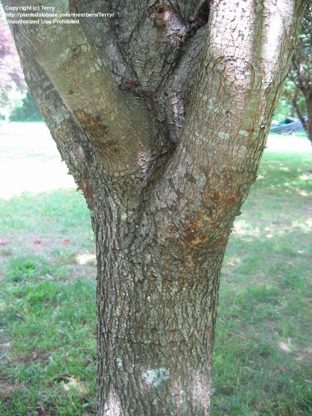 <p>bradford pear, Prunus calleryana (Rosaceae)</p>