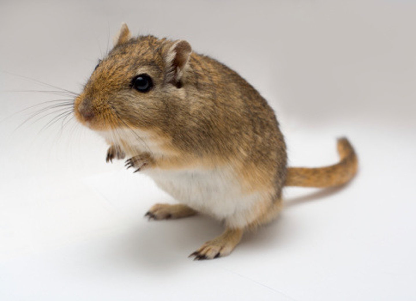<p>Mongolian gerbil</p>