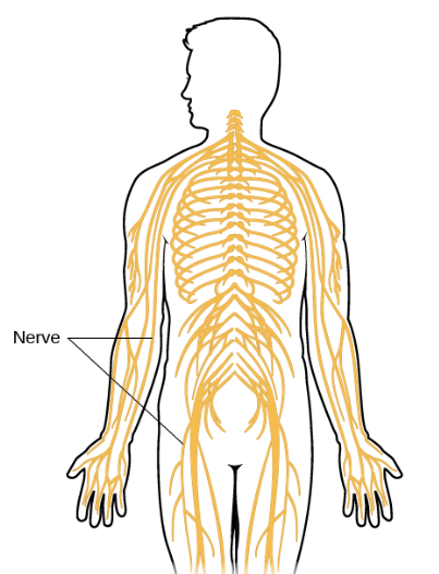 <p>Which subsystem of the nervous system is pictured?</p>