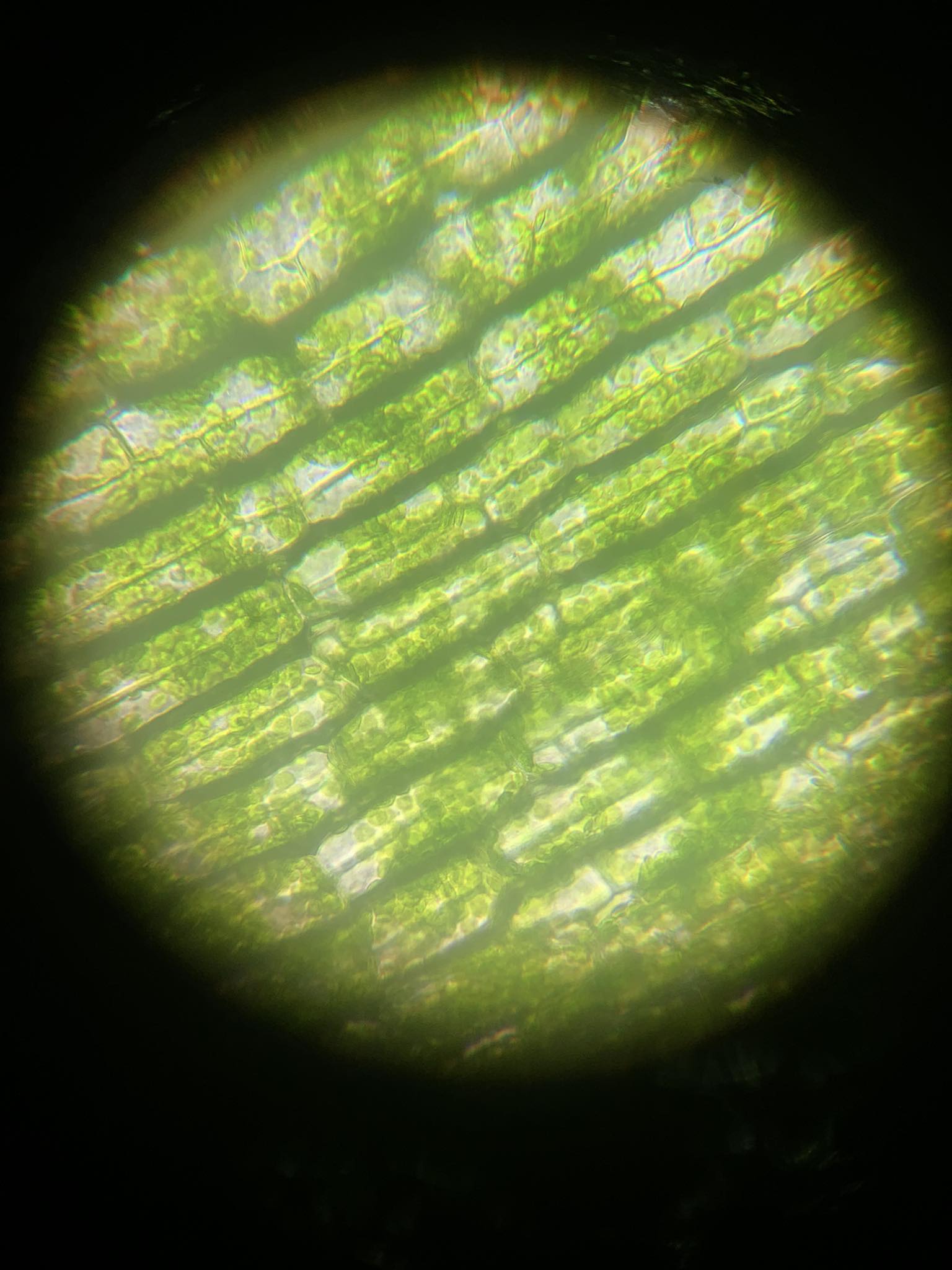 <p>scientific name and what does it contain</p>
