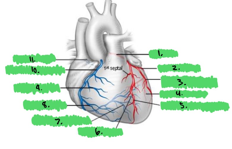 <ol><li><p>Left main</p></li><li><p>Left circumflex</p></li><li><p>Intermediate</p></li><li><p>Obtuse marginal</p></li><li><p>Left anterior descending</p></li><li><p>Posterior lateral</p></li><li><p>Posterior descending</p></li><li><p>Acute marginal</p></li><li><p>Right ventricular</p></li><li><p>Right coronary artery</p></li><li><p>Sinoatrial node</p></li></ol>