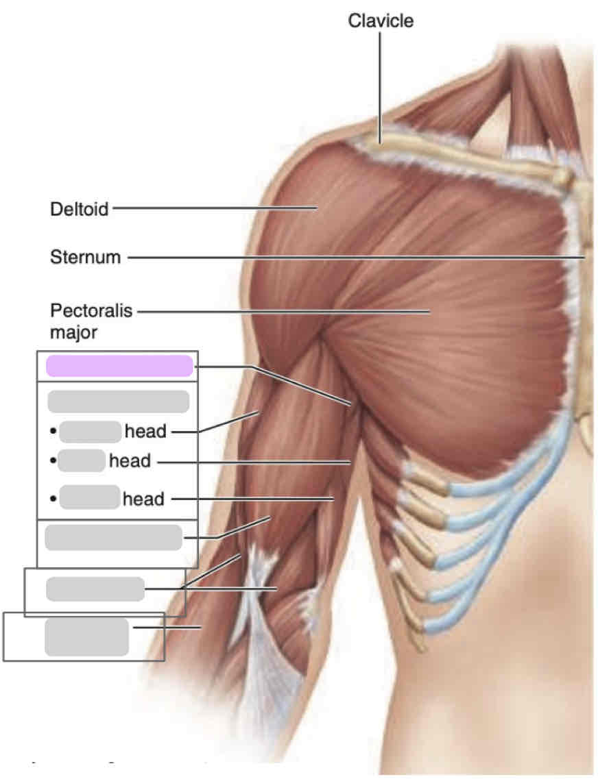<p>Anterior arm (superficial)</p>