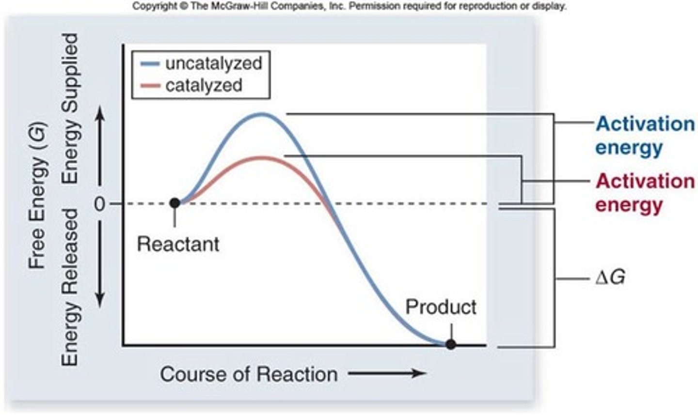 <p>energy needed to get started for all reactions</p>