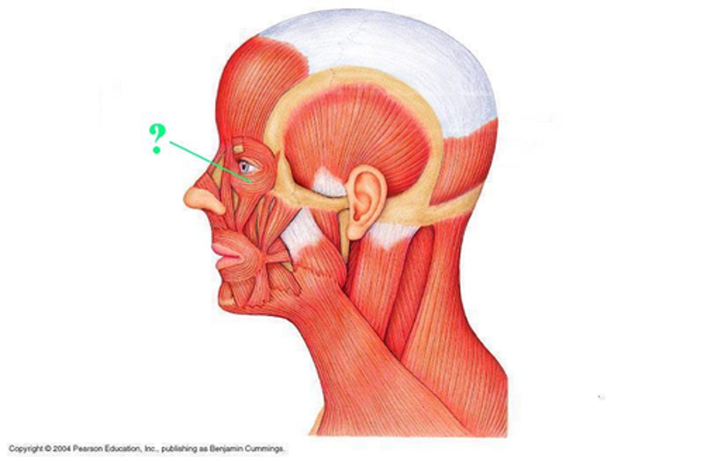 <p>Identify the indicated muscle</p>