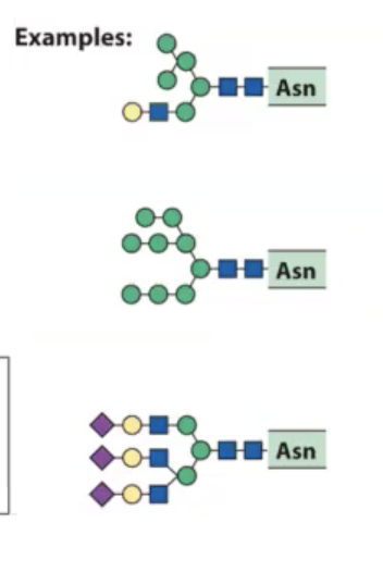<p>often have different levels of these types of modifications. many heterogenous structures because&nbsp;the machinery itself that is necessary to glycosylate proteins are not enough&nbsp;in number to keep up with all the proteins that are making their way through the golgi apparatus.</p><p></p><p></p><p>so we have mixed types of glycans on the surface of these proteins.</p>
