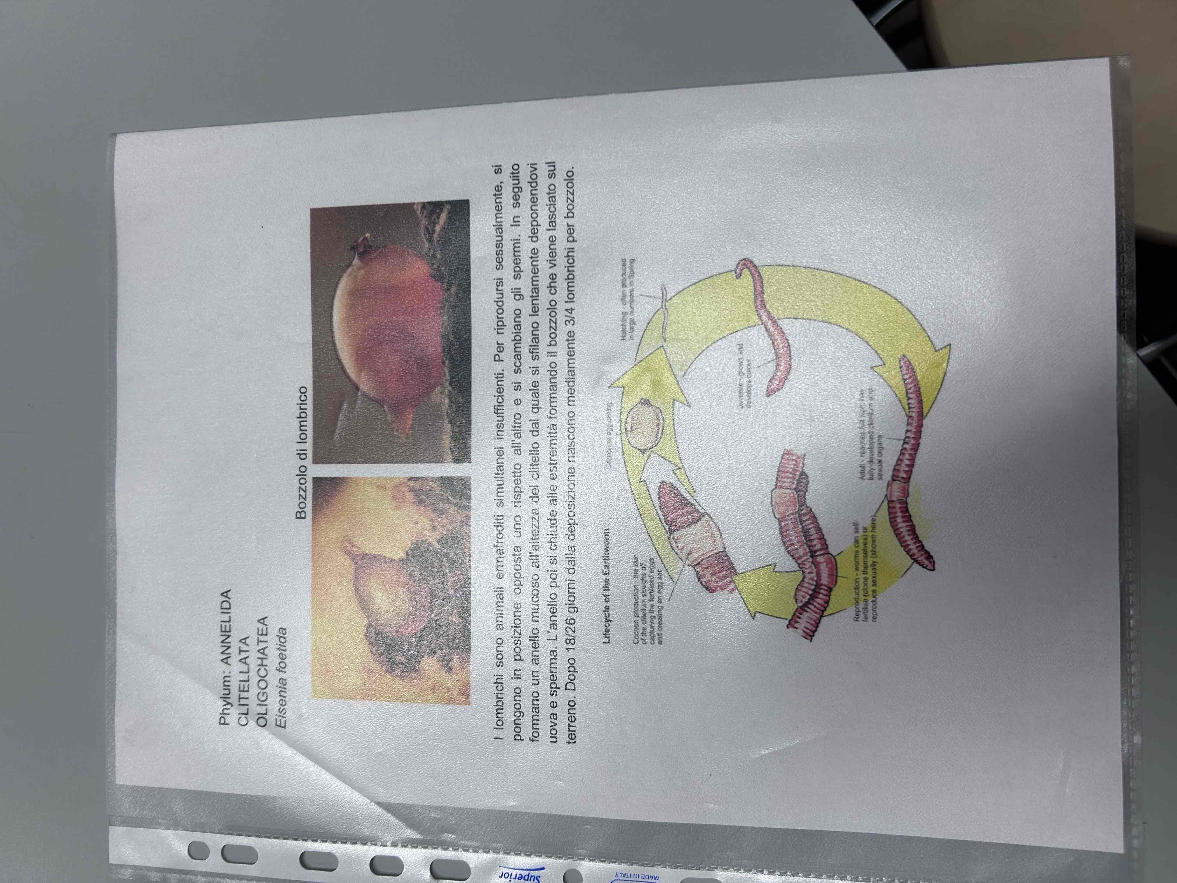 <p>Anellidi </p><p>Clitellati</p><p>Oligocheti</p><p>Eisenia foetida (bozzolo)</p>