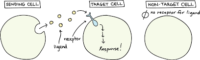 <p>Cell signalling </p>