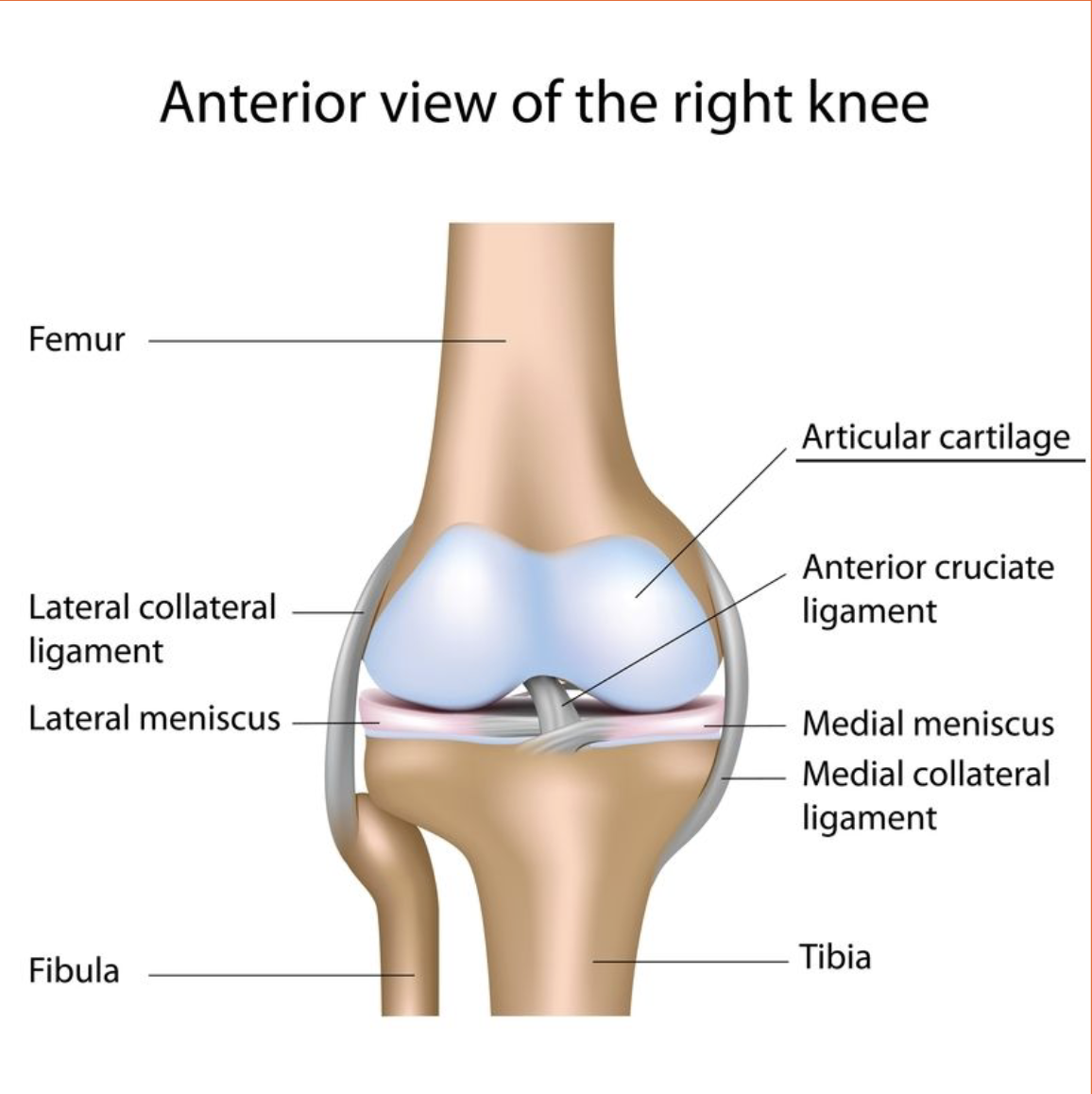 <p>This type of cartilage is referred to as articulating cartilage as it protects the points of articulation (where two bones meet).It allows for smoother movement at joints.</p>